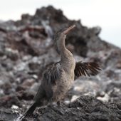  Galapagos